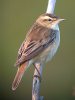 Sedge Warbler at Two Tree Island (East) (Steve Arlow) (67593 bytes)